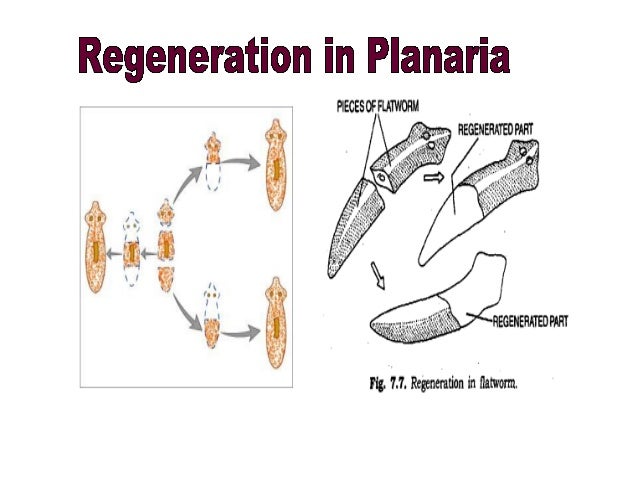 Monera asexual reproduction regeneration Monera asexual reproduction regeneration
